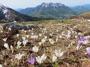 43 Crocus vernus (Zafferano maggiore) bianchi e violetti con vista in Alben